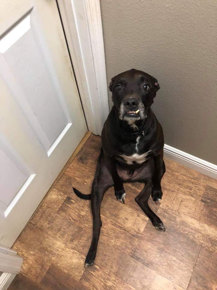 In Memory of Buddy