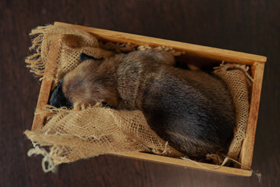Sleeping Puppy in wooden box.